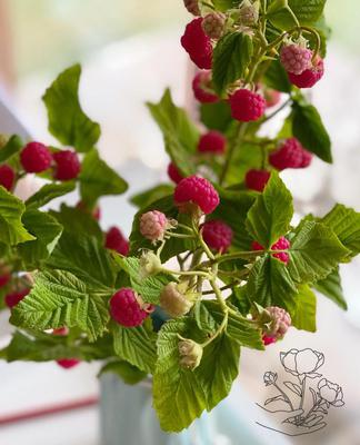 Cold porcelain discount miniature flowers